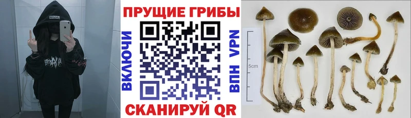 Псилоцибиновые грибы Cubensis  Иланский 